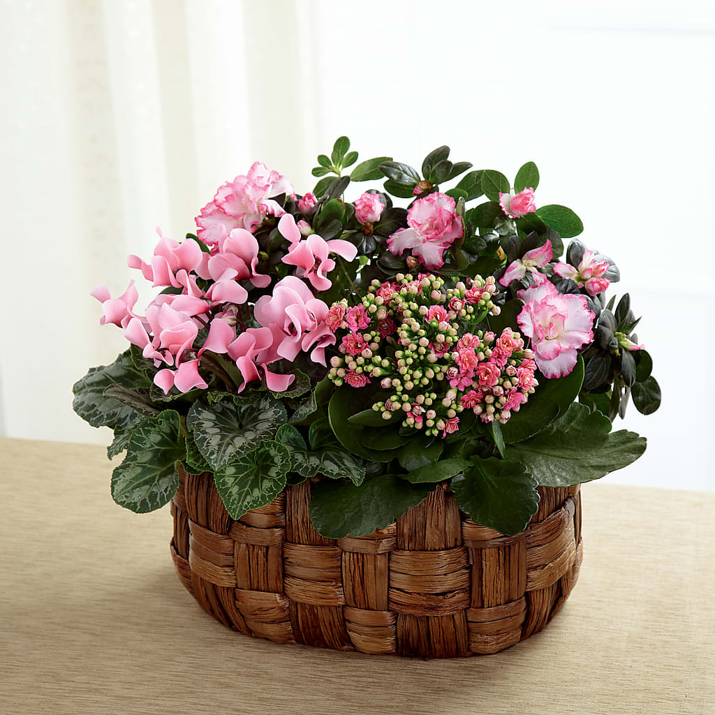 Pink Assortment – Ecuadorian Central Flower, Minneapolis MN