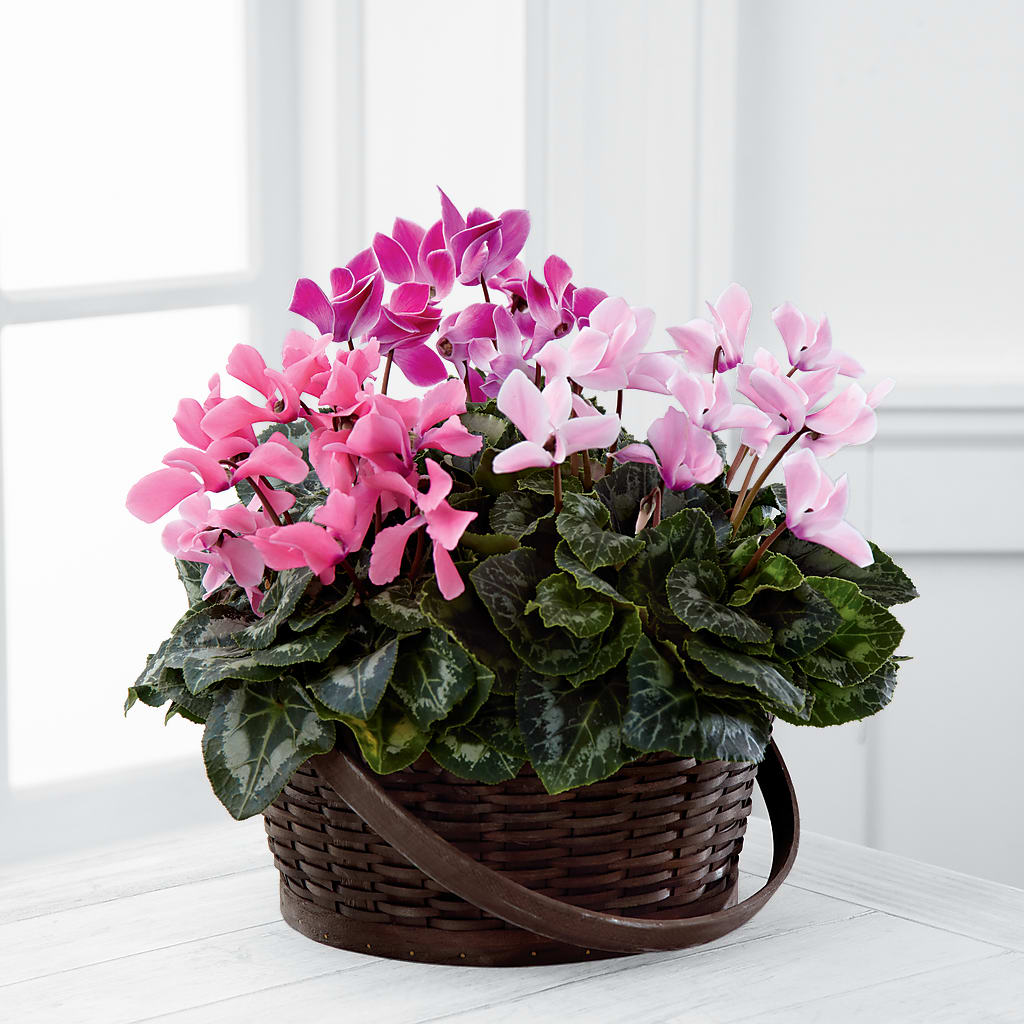 Mixed Cyclamen Planter – Ecuadorian Central Flower, Minneapolis MN