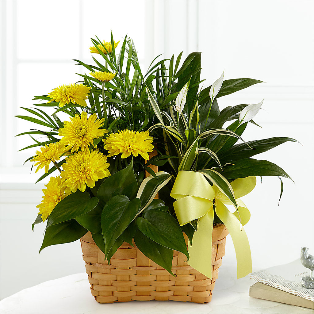 Loving Light Dishgarden – Ecuadorian Central Flower, Minneapolis MN