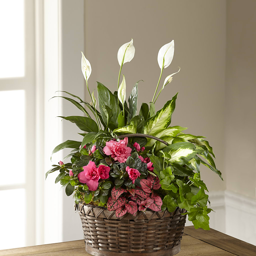 Dream in Pink Dishgarden – Ecuadorian Central Flower, Minneapolis MN