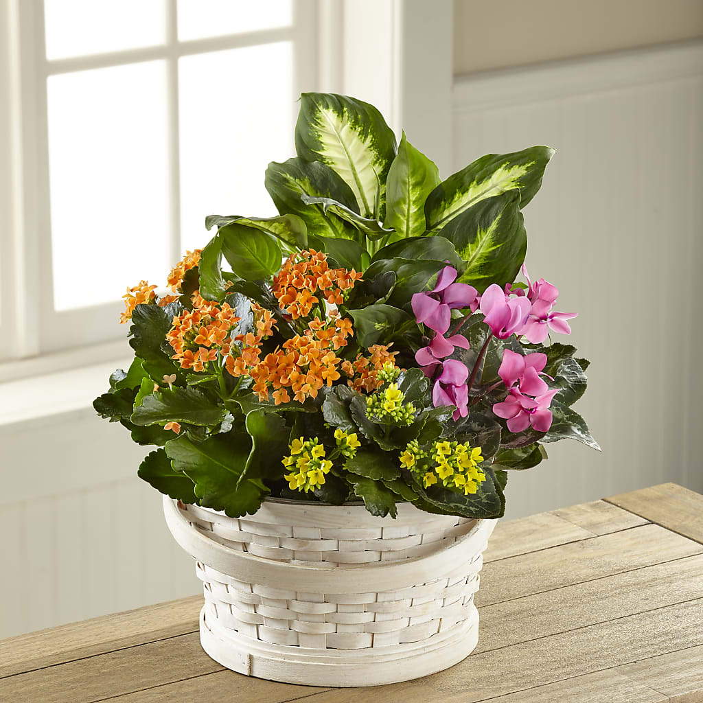 Color Crush Dishgarden – Ecuadorian Central Flower, Minneapolis MN