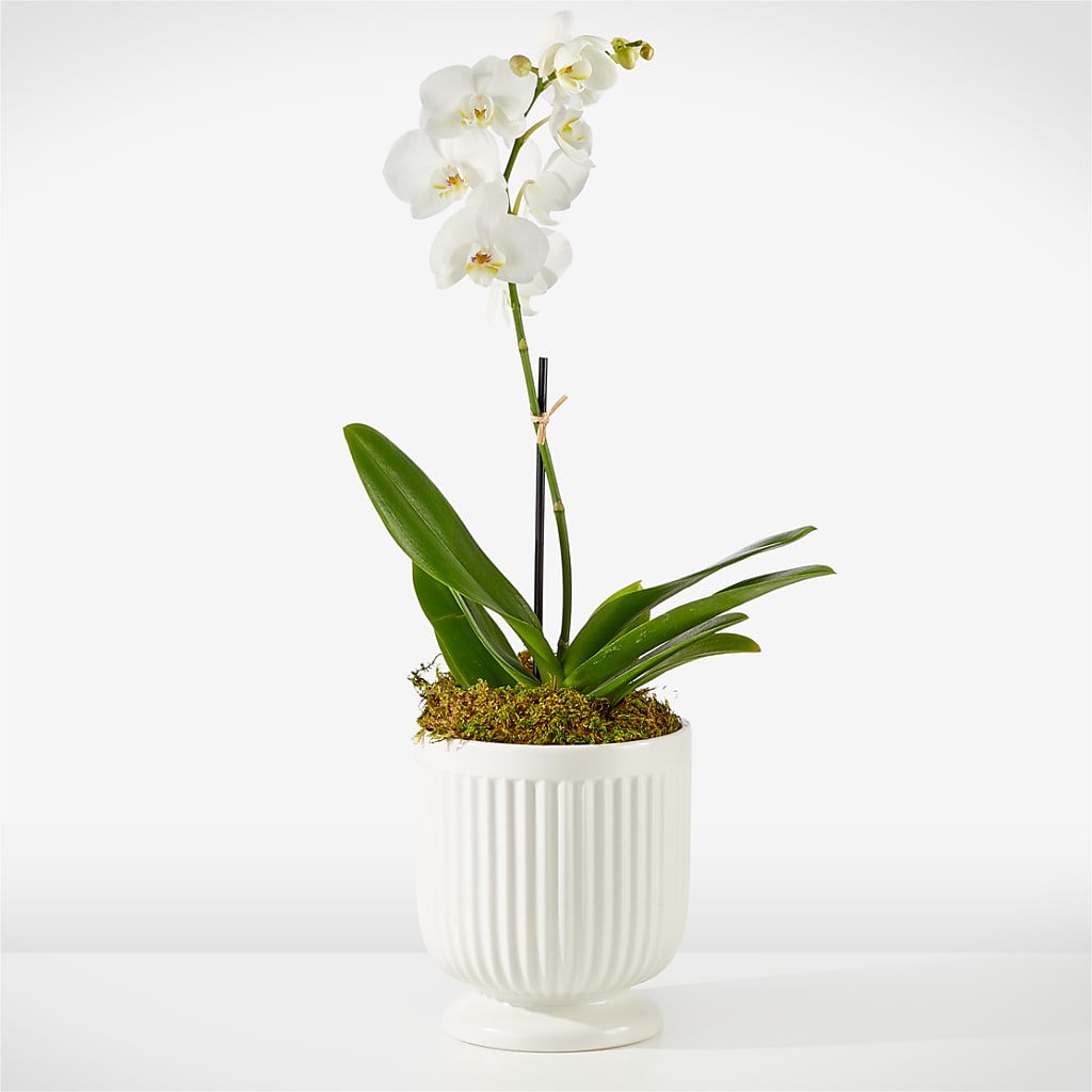 Whispering White Orchid – Ecuadorian Central Flower, Minneapolis MN