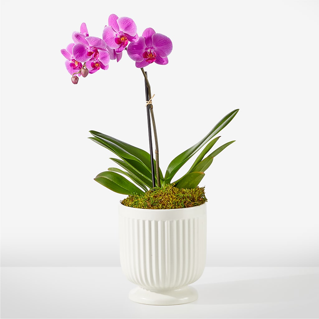 Friendly Fuchsia Orchid – Ecuadorian Central Flower, Minneapolis MN