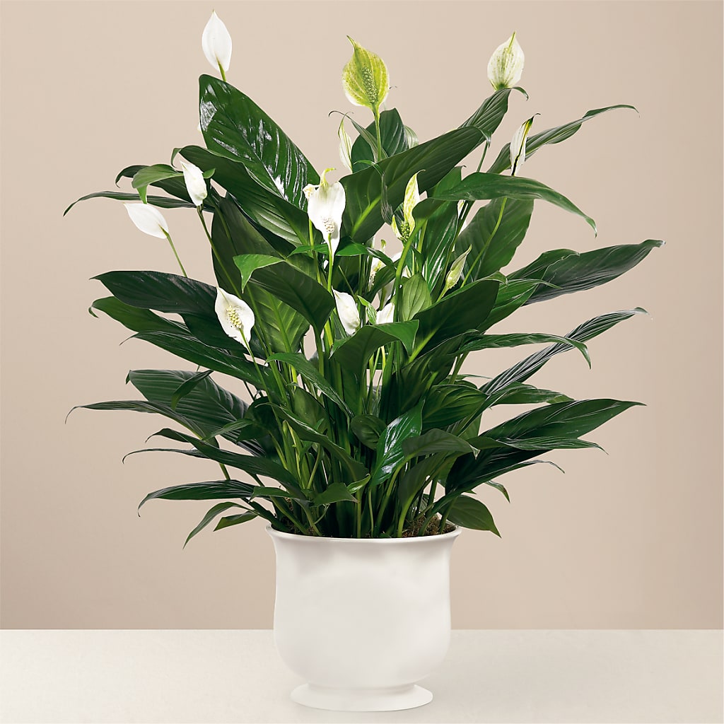 Comfort Planter – Ecuadorian Central Flower, Minneapolis MN