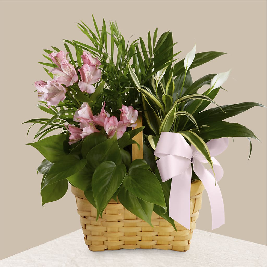 Living Spirit Dishgarden – Ecuadorian Central Flower, Minneapolis MN