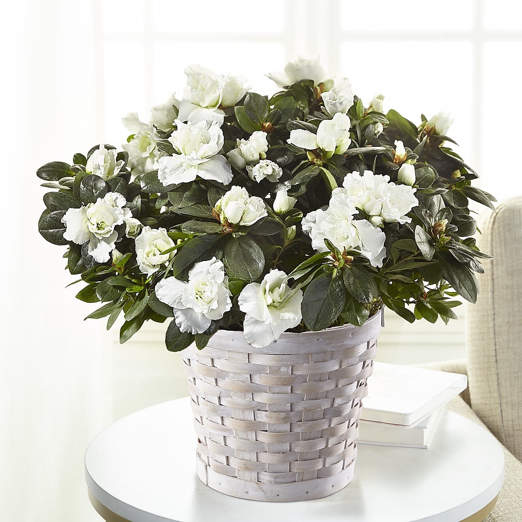 White Azalea Plant – Ecuadorian Central Flower, Minneapolis MN