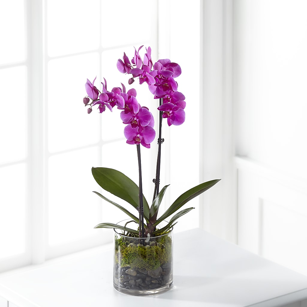 Pink Orchid Plant – Ecuadorian Central Flower, Minneapolis MN