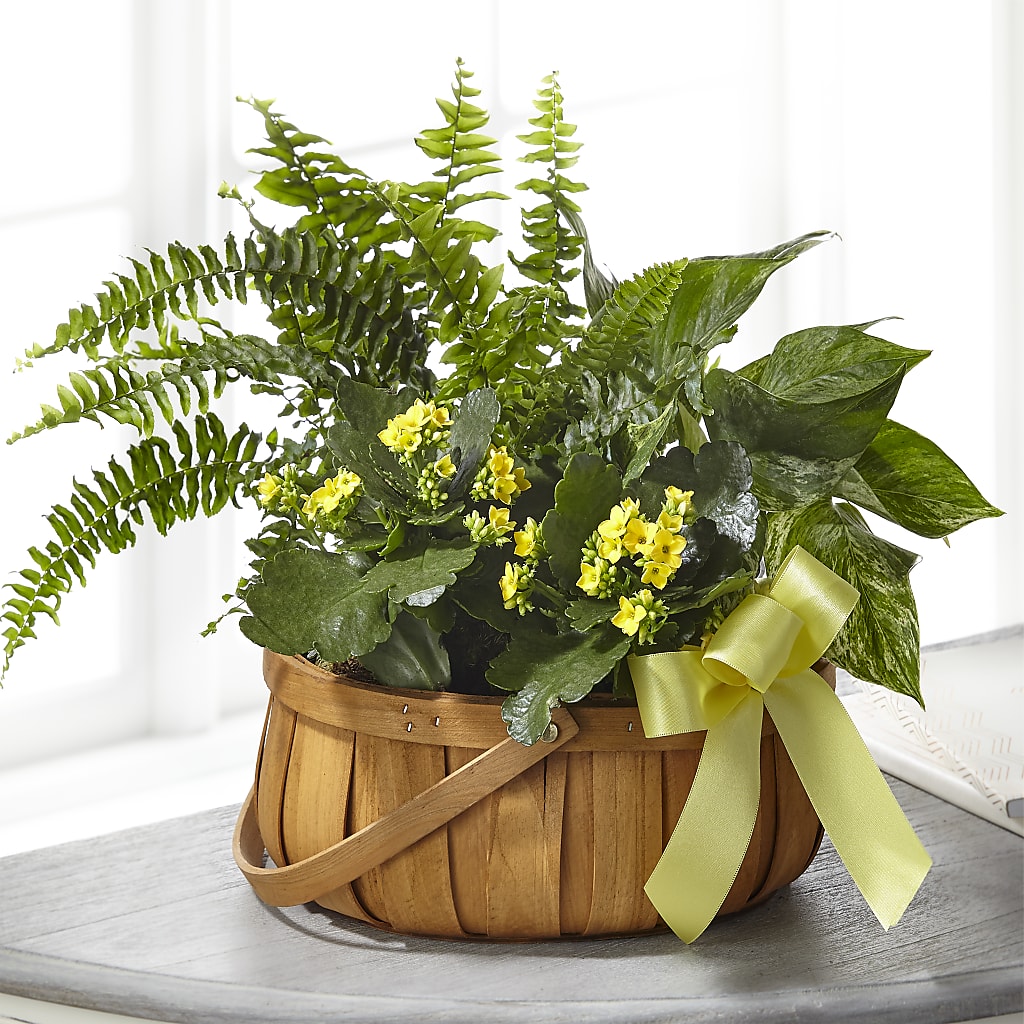 Always Dear Dishgarden – Ecuadorian Central Flower, Minneapolis MN