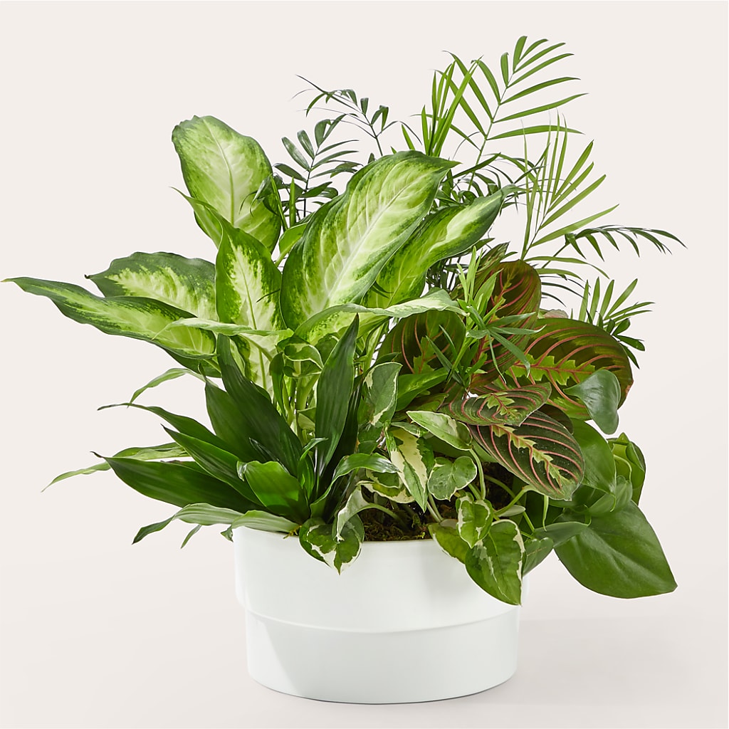 Radiating Positivity Dishgarden – Ecuadorian Central Flower, Minneapolis MN