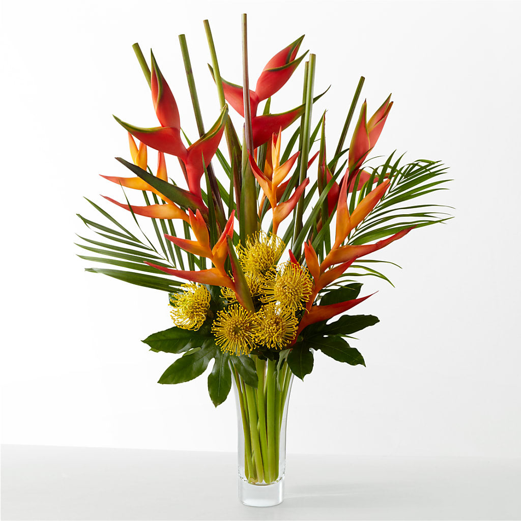 The Drama – Ecuadorian Central Flower, Minneapolis MN