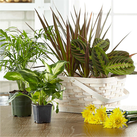 Florist Designed Blooming and Green Plants in a Basket –  Ecuadorian Central Flower, Minneapolis MN