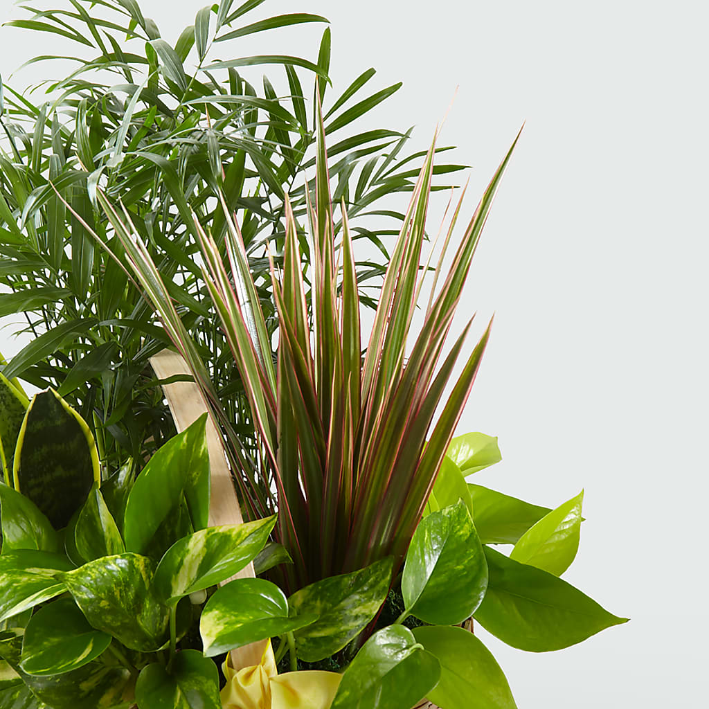 French Garden –  Ecuadorian Central Flower, Minneapolis MN