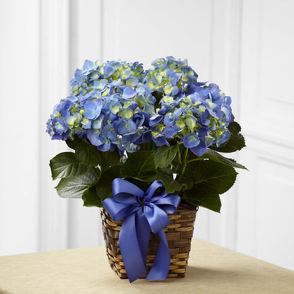 Blue Hydrangea Planter –  Ecuadorian Central Flower, Minneapolis MN