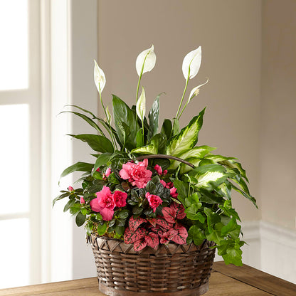 Dream in Pink Dishgarden –  Ecuadorian Central Flower, Minneapolis MN