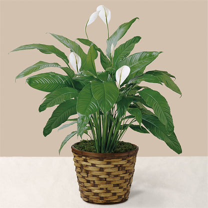 Tranquil Moments Peace Lily Plant –  Ecuadorian Central Flower, Minneapolis MN