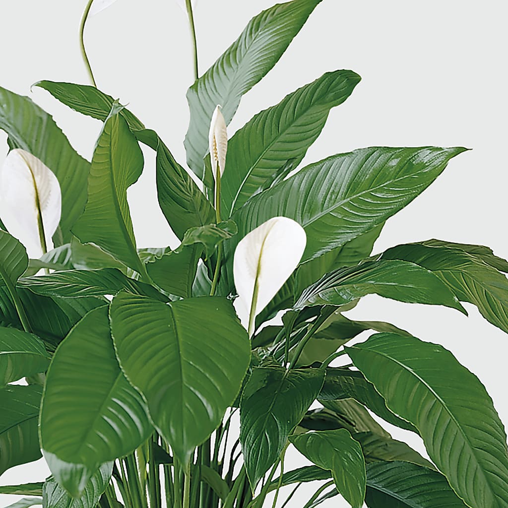 Tranquil Moments Peace Lily Plant –  Ecuadorian Central Flower, Minneapolis MN