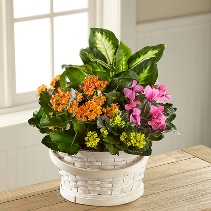 Color Crush Dishgarden –  Ecuadorian Central Flower, Minneapolis MN