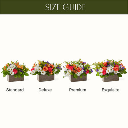 Oopsie Daisy Box Bouquet –  Ecuadorian Central Flower, Minneapolis MN