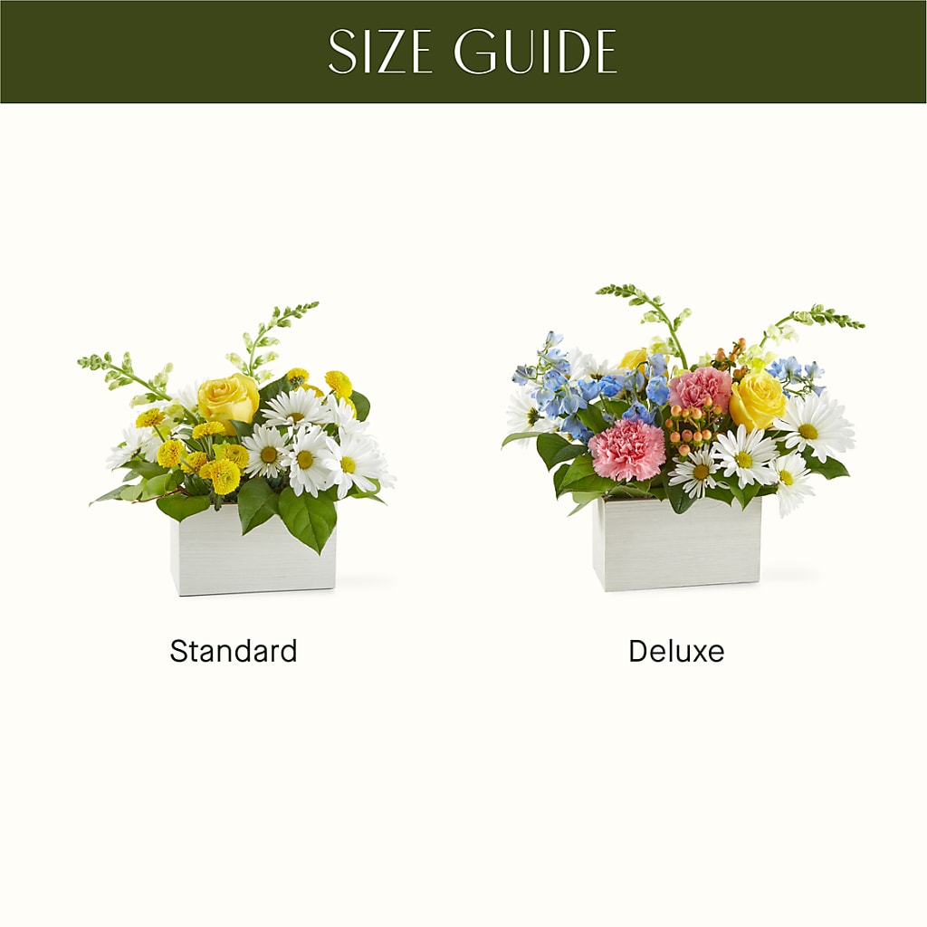 Sun Salutation Box Bouquet –  Ecuadorian Central Flower, Minneapolis MN