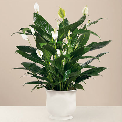 Comfort Planter –  Ecuadorian Central Flower, Minneapolis MN