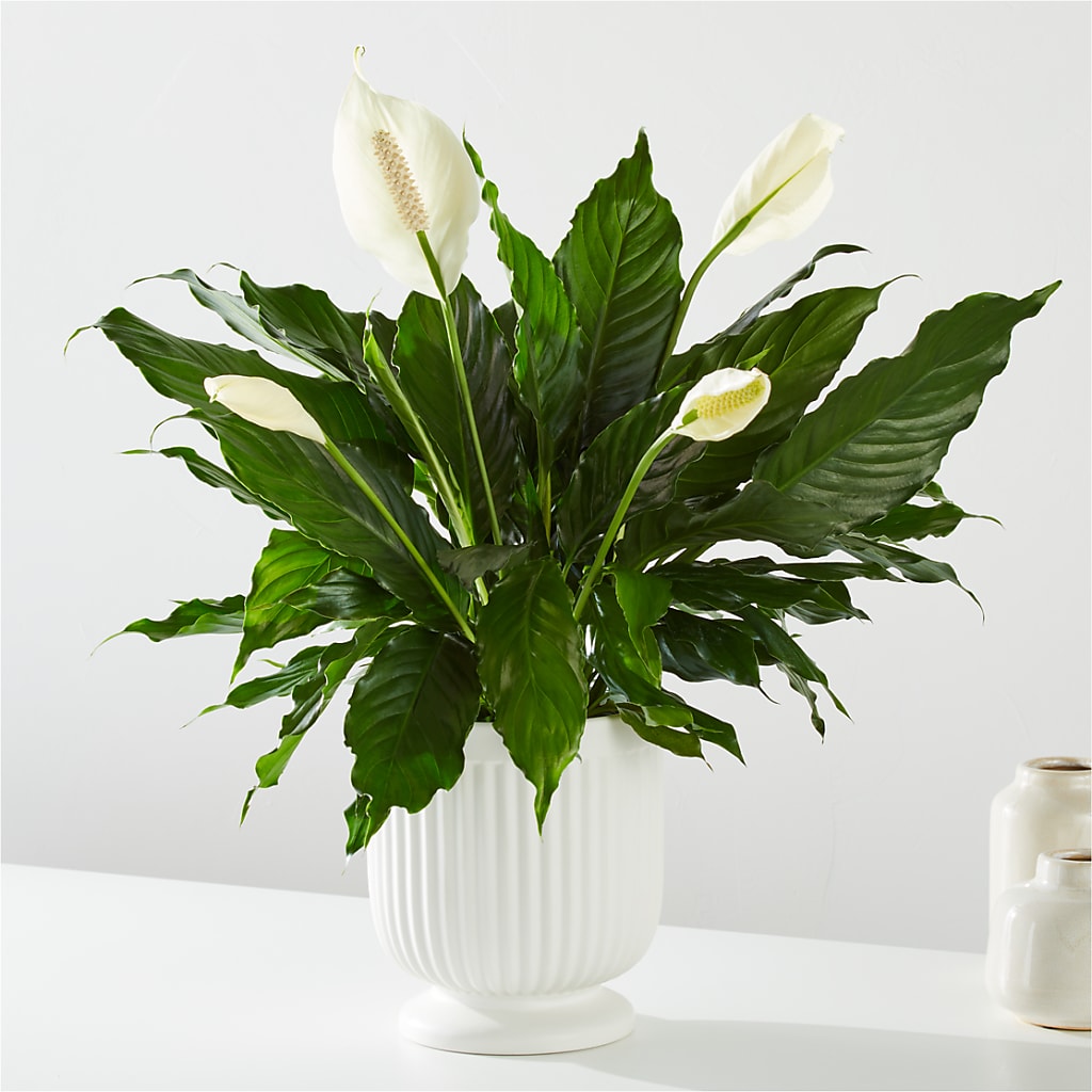 Comfort Planter –  Ecuadorian Central Flower, Minneapolis MN