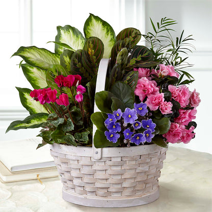 Peaceful Garden Planter –  Ecuadorian Central Flower, Minneapolis MN