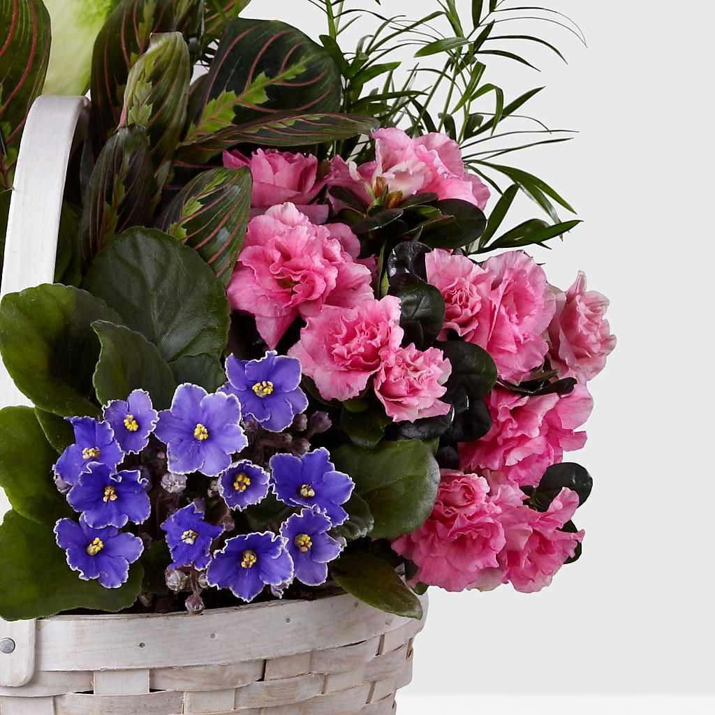 Peaceful Garden Planter –  Ecuadorian Central Flower, Minneapolis MN