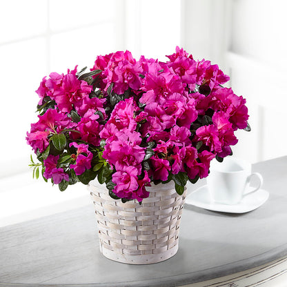 Hope & Serenity Azalea Plant –  Ecuadorian Central Flower, Minneapolis MN
