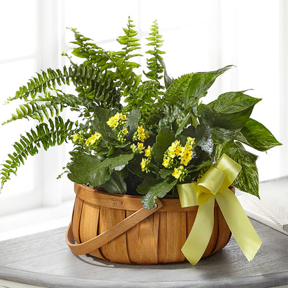 Always Dear Dishgarden –  Ecuadorian Central Flower, Minneapolis MN
