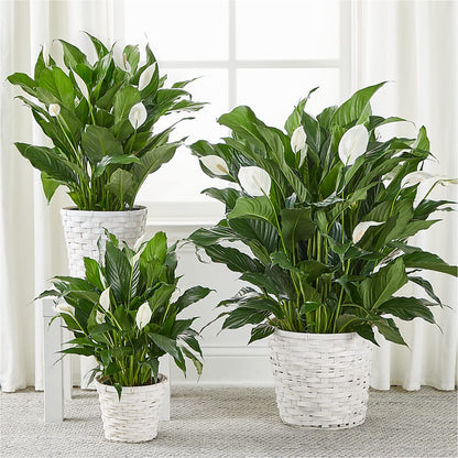 A New Leaf Peace Lily –  Ecuadorian Central Flower, Minneapolis MN