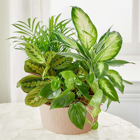 Balance & Harmony Dishgarden –  Ecuadorian Central Flower, Minneapolis MN