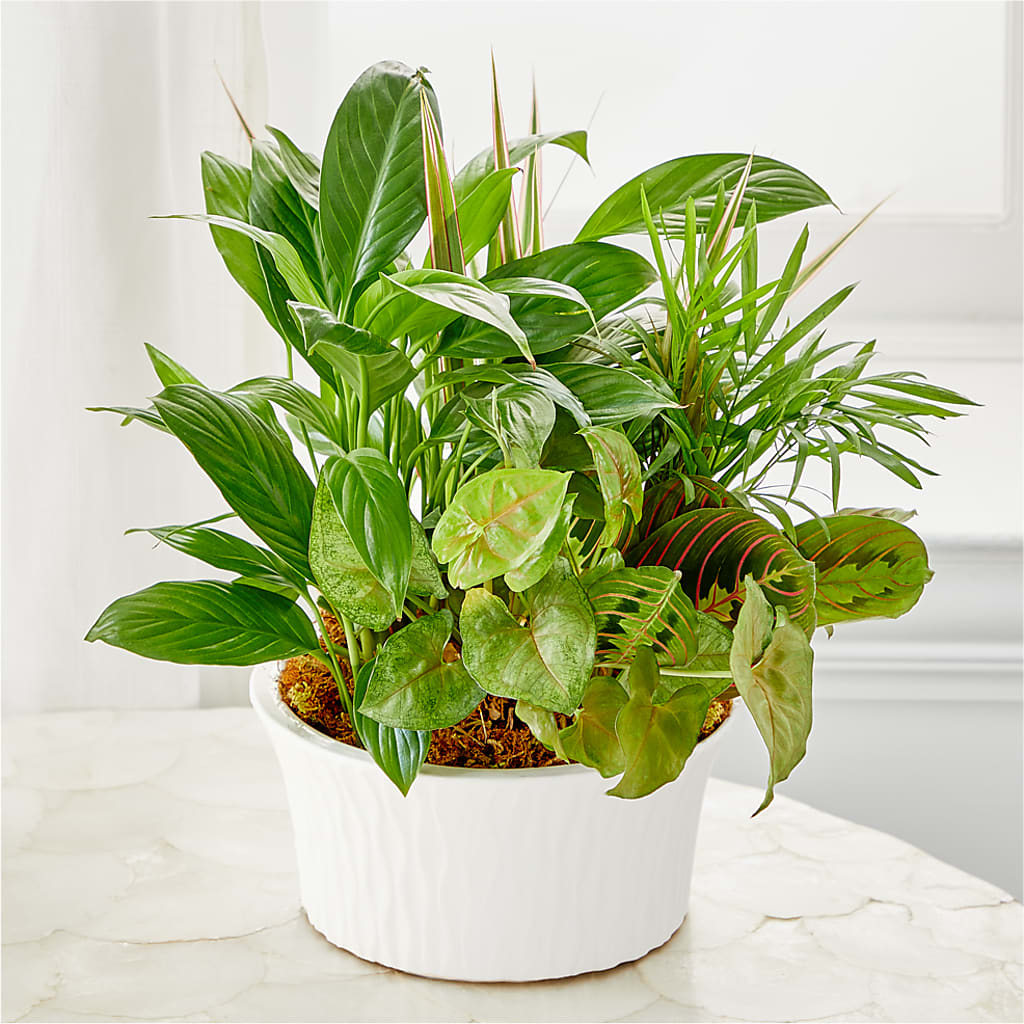 Balance & Harmony Dishgarden –  Ecuadorian Central Flower, Minneapolis MN
