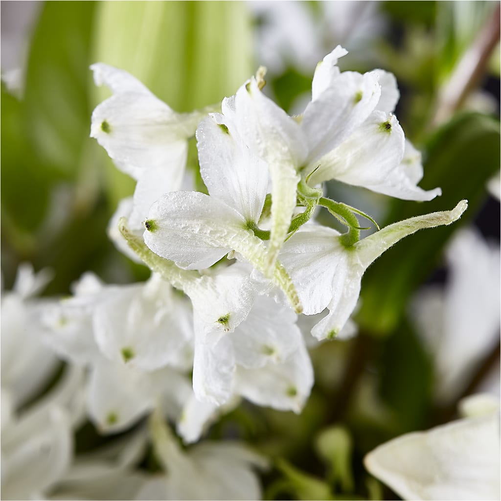 Classic Ivory – A Florist Original –  Ecuadorian Central Flower, Minneapolis MN