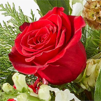 Deck the Halls Bouquet –  Ecuadorian Central Flower, Minneapolis MN